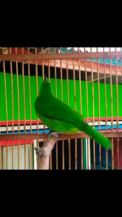 Suara pikat  paling di cari di kalangan cucak ijo#kicauburung #shortsvideo