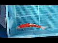 7-23-36 - 16-18” Kikusui Koi