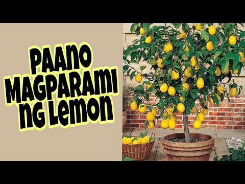 Video: Bakit Nahuhulog Ang Mga Panloob Na Dahon Ng Lemon
