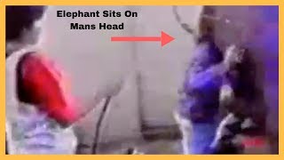 Elephant Sits On Mans Head Man Head Stuck In Elephant Ass