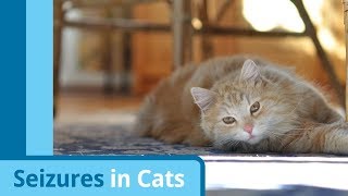Causes and Symptoms of Cat Seizures