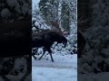 Moose are a Menace