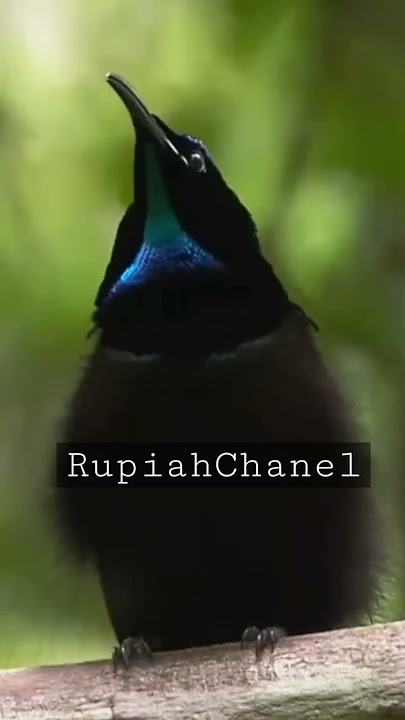 Suit...suit...cewek #gacor #suara #viral2022 #video