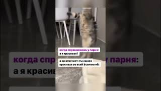 Мур мур #shorts #смешно #смешныевидео #юмор #funnyanimals #cat