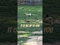 My Ducks be chilling😁 #shortvideos #jesus #duck #waterfowl #viral #shorts #youtubeshorts