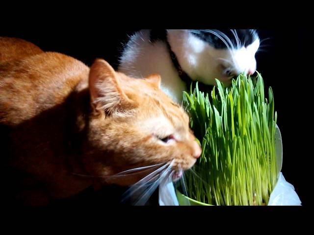 猫が草を食べる音😸☆ASMR・音フェチ☆
