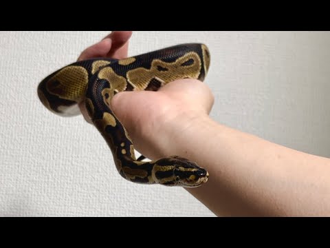 【ボールパイソン】脱皮後のツヤツヤ鱗がまぶしい！ノーマルカラーも渋くて良き笑【Ball Python】