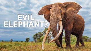 The Hidden Conflict Between Elephants and People