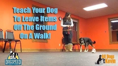 How Do I Get My Dog To Leave Something From The Ground When We