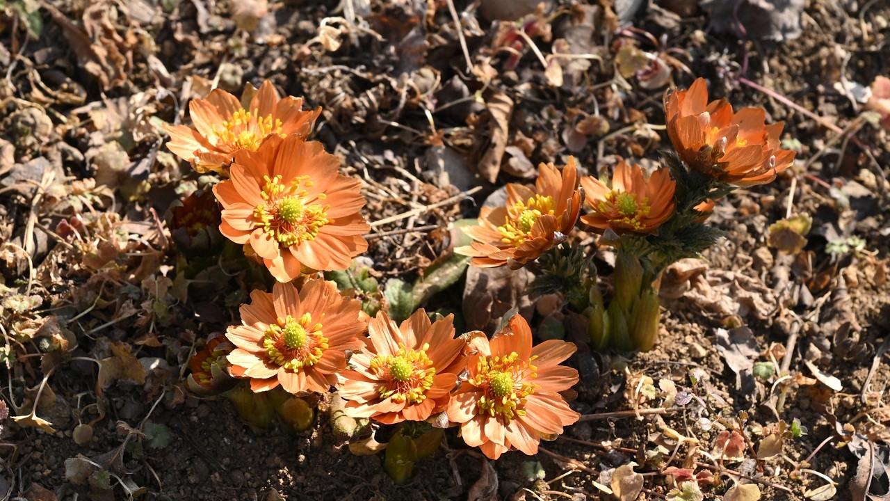 埼玉県　Mahora稲穂山と龍勢会館（2026　0222）秩父紅