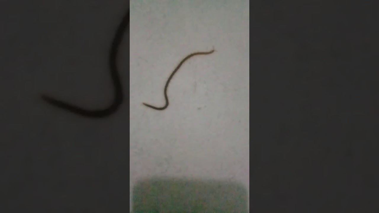 Game ular viral di dunia nyata