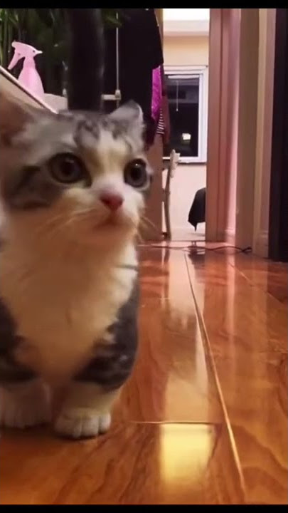 Cute Little Cat Running TikTok vinnythetwister