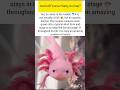 Axolotl Forever Baby Animal #axolotl #ukwildlife #usawildlife #wildlife #shorts