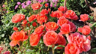 Роза Теодор Фонтейн Роуз В Подмосковье