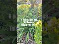 How to Keep Your Garden Blooming Year Round 🌿 | Succession Planting Made Simple