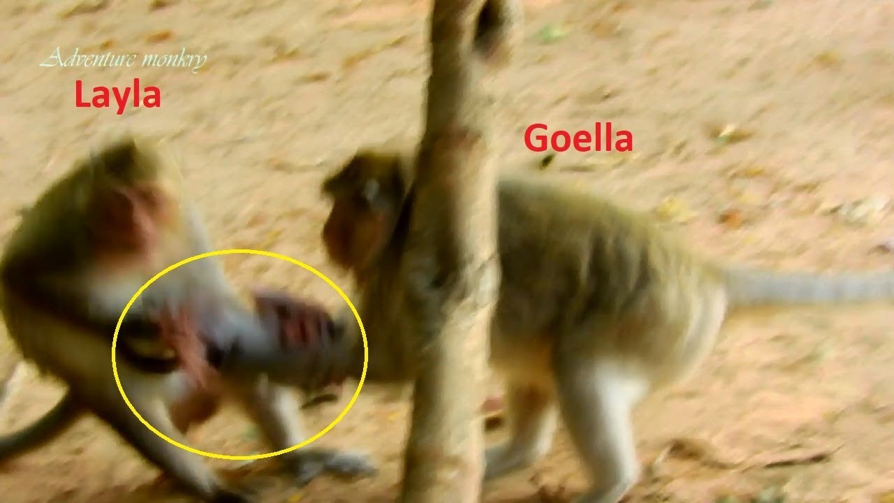 OMG!! Pity Baby Monkey Lola Hurt , Why Monkey Geolla catch like this?