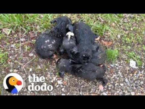 Video: Snoozing Pup är en sådan djup sovhytt som inte ens snabbmat kan få honom att ropa