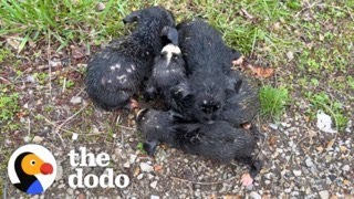 Woman Saves Six Dumped Shivering Puppies The Dodo