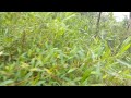 UMURUHO W’ISI – Official Music Video | Jay Murisa