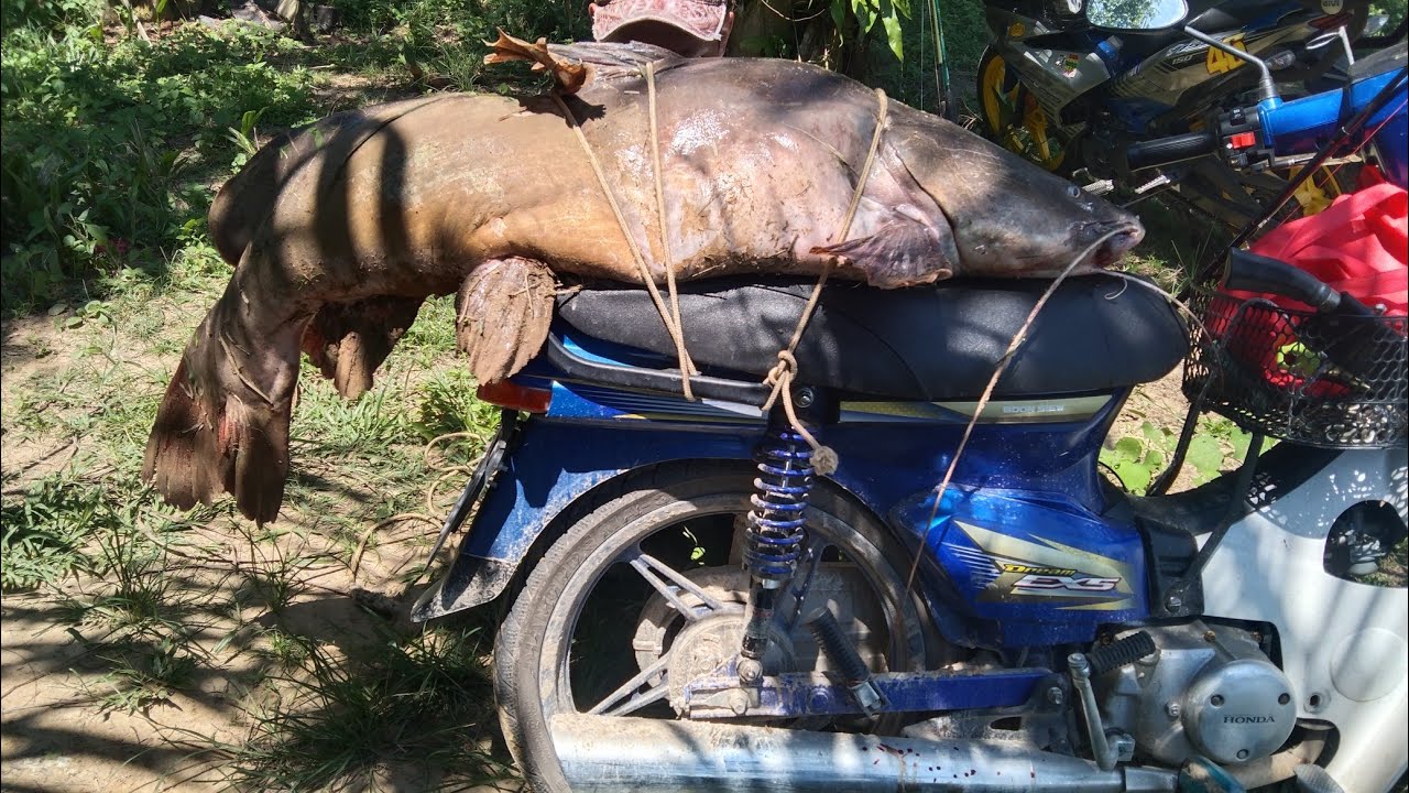 GILA !!! 35KILO !! BAUNG EKOR MERAH BUKIT TAGAR SUNGAI SELANGOR