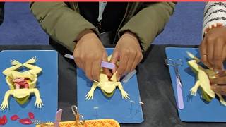 SAVING Frogs From Dissection: TeachKind Science at Philly's NSTA Conference!