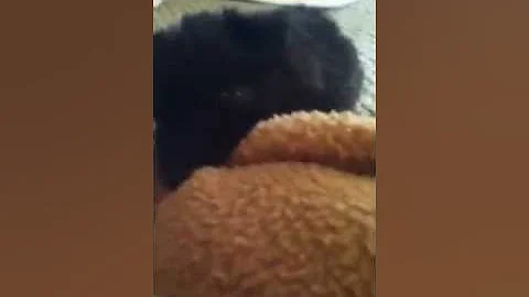 Dog vs toy monkey