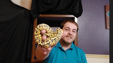 we are doing a ball python giveaway!!! we