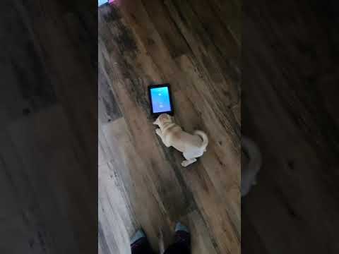 Pug puppy gets so excited when dad's alarm goes off!