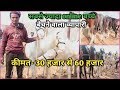 Makanpur horse market 2019-मेले में आया online सबसे ज्यादा बच्चे बेचने वाला व्यापारी(9759675354)