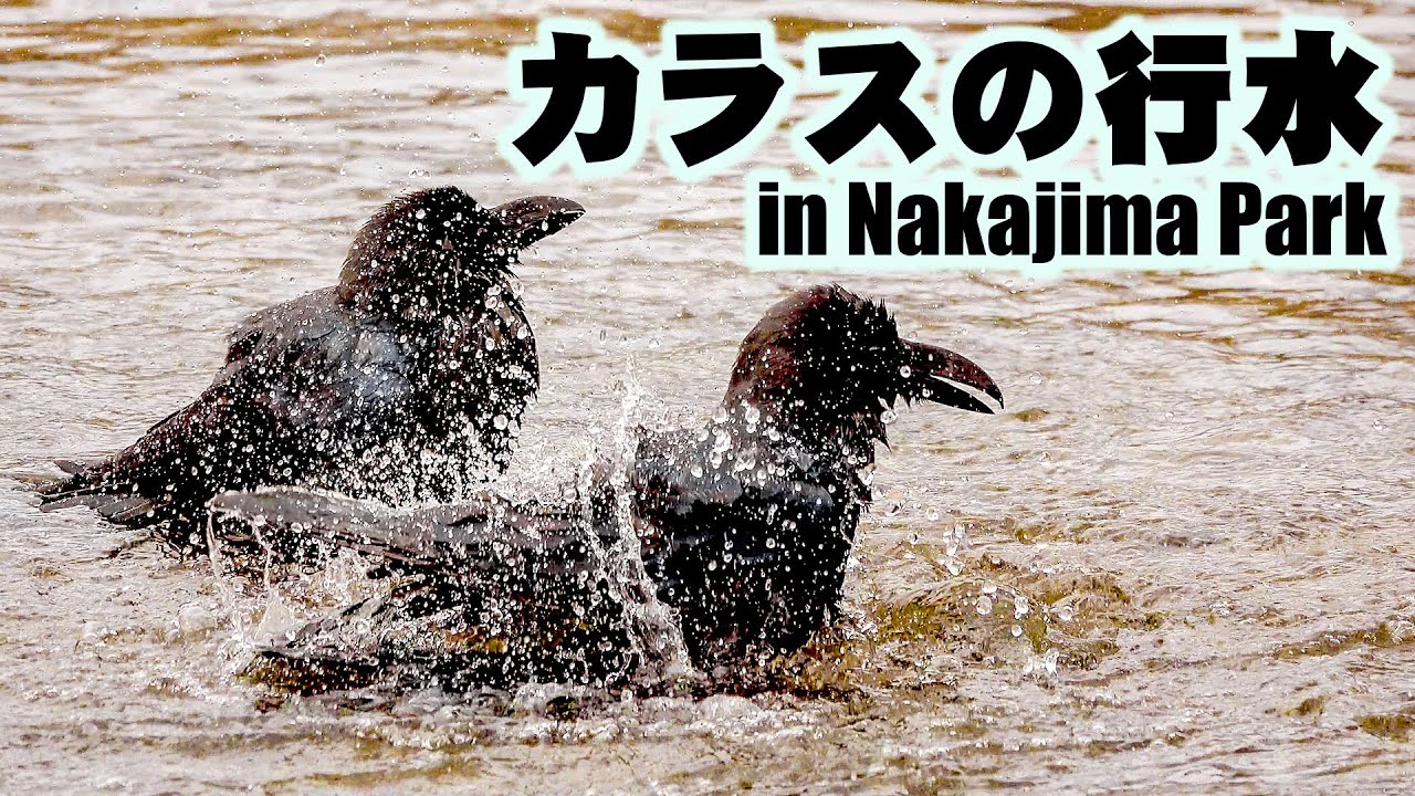 カラス嫌いは見ちゃダメ カラスの行水 Crows In Nakajima Park Youtube