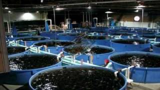 FREE Success Tips For Fish Farm Business Owners.mp4