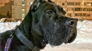 Socialization of a dog from a shelter. A Cane Corso puppy rescued from euthanasia. Firecrackers