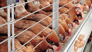 Bv 380 Poultry High Tech Smart Micro Cage System, മടട കഴകളൽ നനന ഉയർനന വരമന,