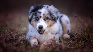 The Adorable Bond Between Australian Shepherds and Baby Animals PART 1