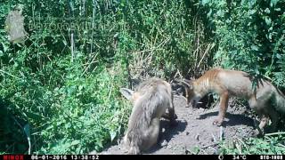 ID1633/Астраханский заповедник/Другие виды животных/У норы ID1633/Астраханский заповедник/Другие виды животных/У норы