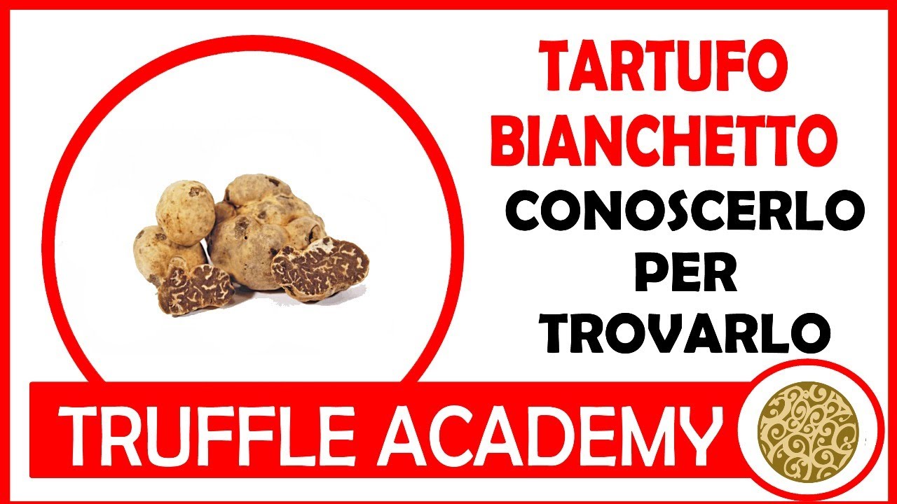 IL TARTUFO BIANCHETTO. Tuber Borchii INCONTRI MICOLOGICI