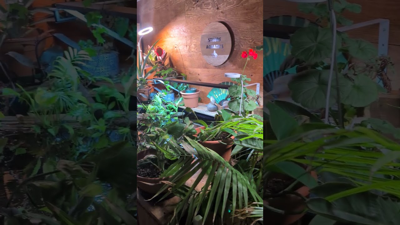 Райская птица, тропические растения и рыбный оазис