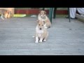 Smooth Collie PUPPIES - 5 weeks の動画、YouTube動画。