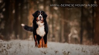 Amira  Bernese Mountain Dog [Dogdance]