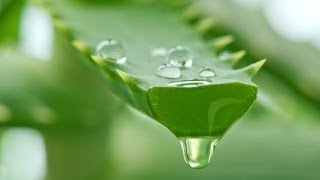 Aloe Vera Gel Extraction