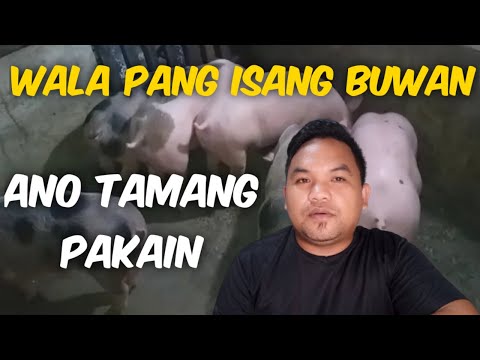 Video: Paano Pakainin Ang Isang Baboy