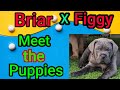 Briar x Figgy Cane Corso puppy evaluations