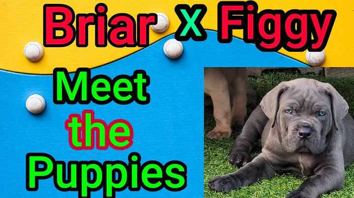 Briar x Figgy Cane Corso puppy evaluations - DayDayNews