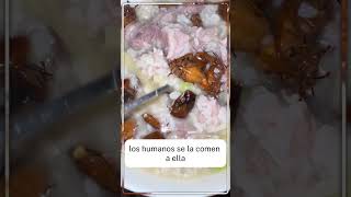 Insectos increíbles 🫣 #viral #shorts #feed