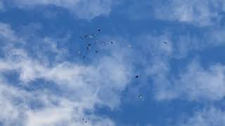 Высоколетный  полет Николаевских голубей.