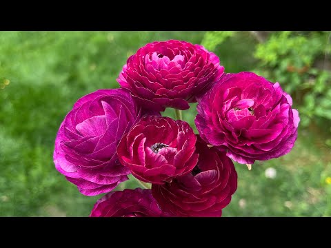 Overwintered Ranunculus Results: Zone 6b Experiment - Leaving Corms in the Ground all Winter #garden