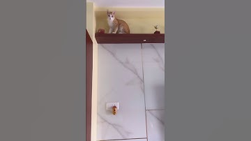 Robot Rumble: Loki and Brownie