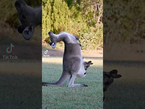 Came for the baby kangaroo content… got interviewed by dad instead 🦘