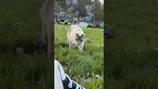 Short Tail Cat Plays with Bubbles in Park