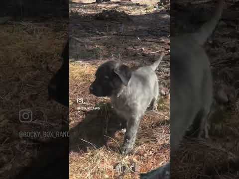 Anatolian Shepherd Puppy Red Collar Girl